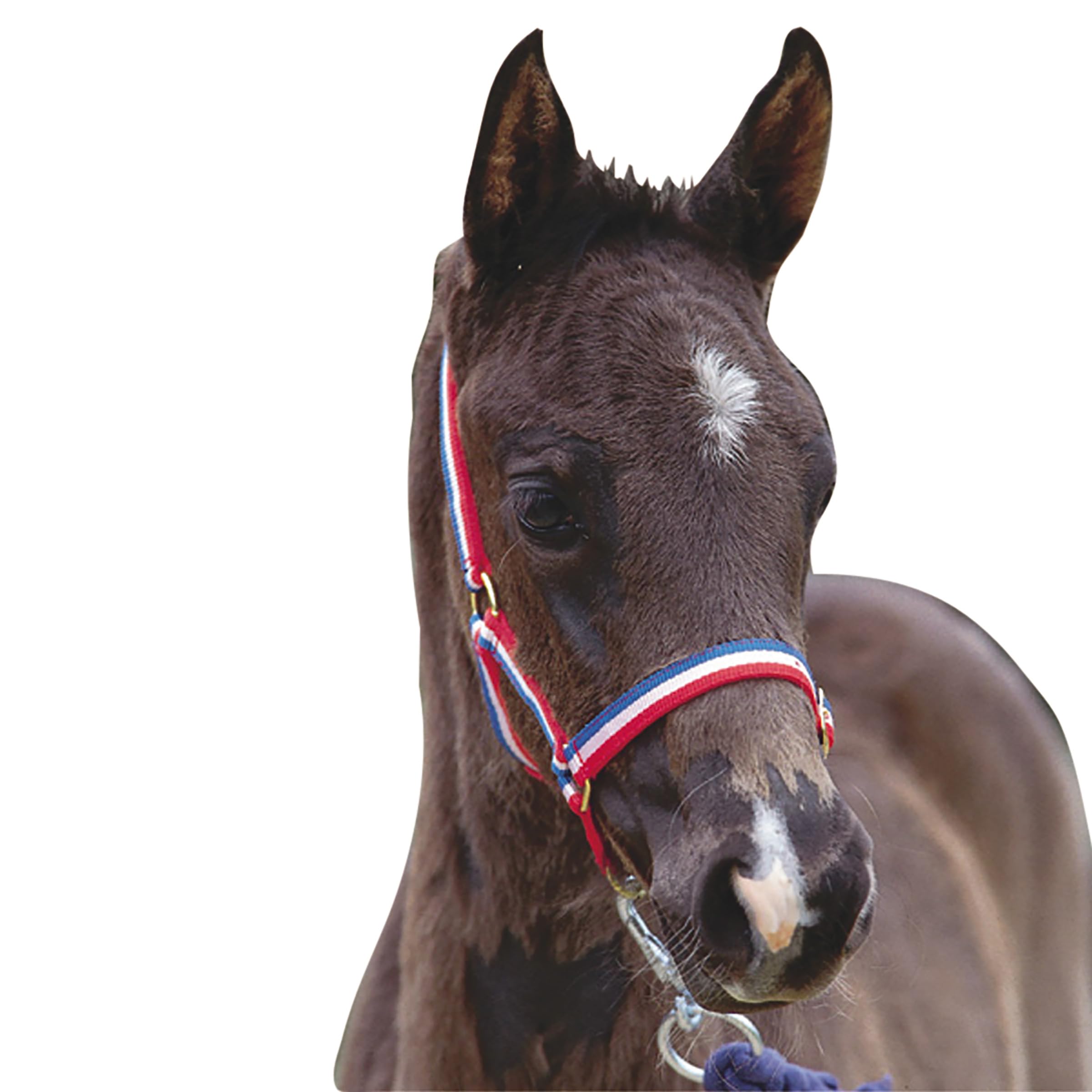 Roma Foal Headcollar, Red/White/Blue, Foal — image 1