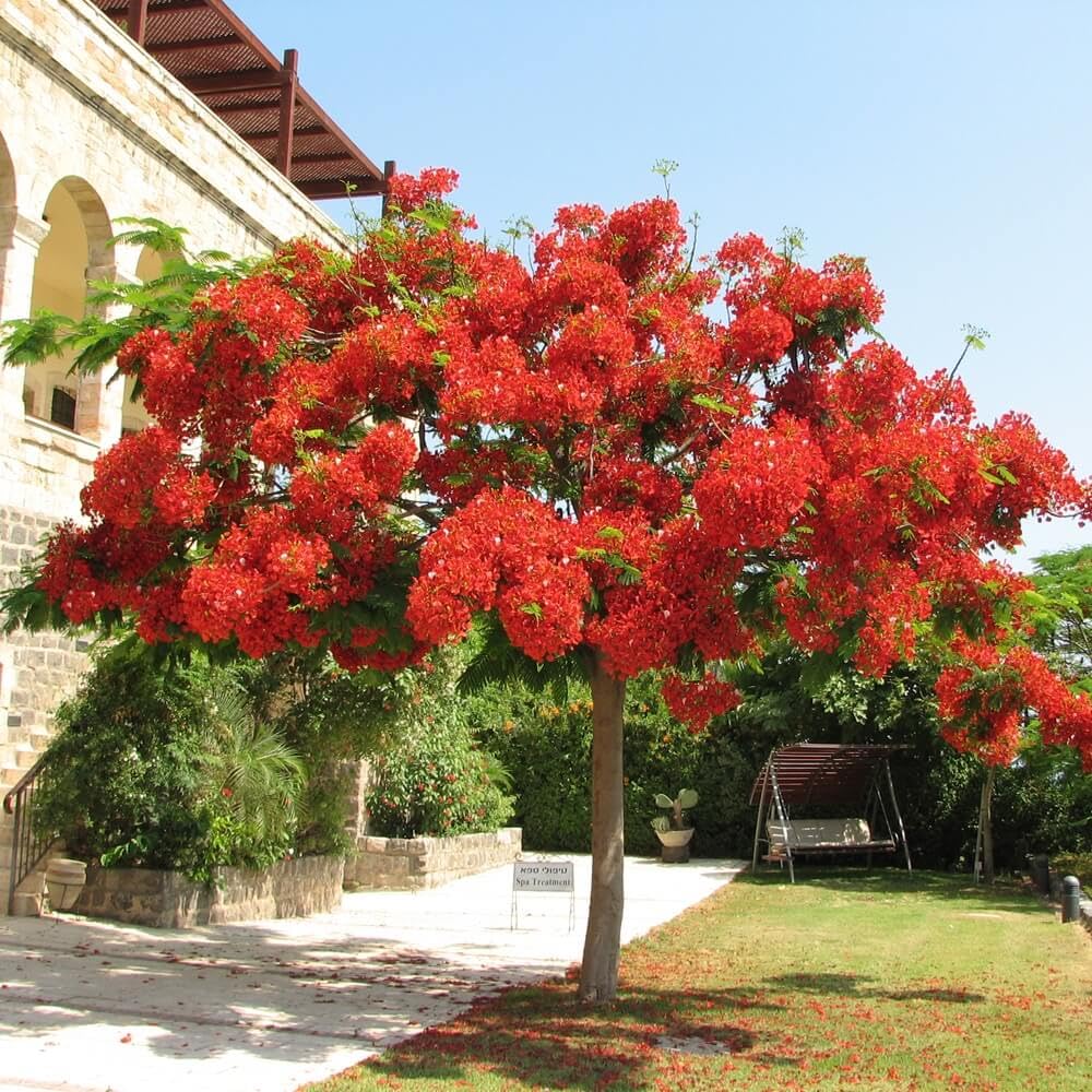 Flamboyant Tree 20 Seeds (Royal Poinciana, LAT. Delonix Regia) – Fast Growing Tropical Ornamental Tree with Brilliant Red-Orange Blooms – Exotic Bonsai & Garden Plant