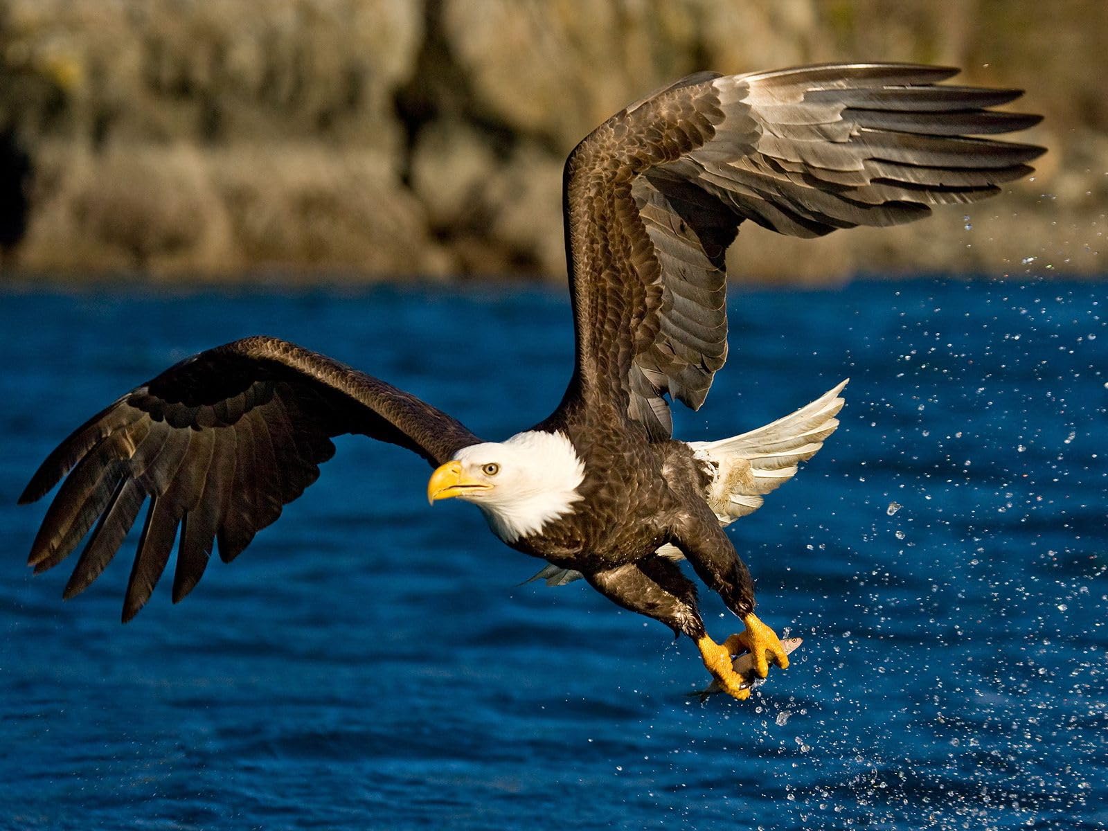 Puzzle 1000 pieces, Learning Educational Puzzle Toy - Flight, Wings, Eagle 26x38CM — image 1