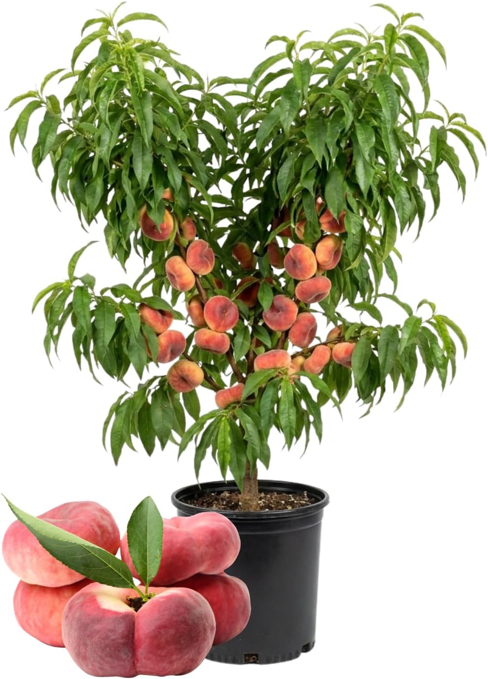 Donut Peach Tree 2-3 Feet Tall in 3 Gallon Pot, Hardy Sweet Flat Peach Fruit Tree,Ready to Bear Fruits, No Ship to CA