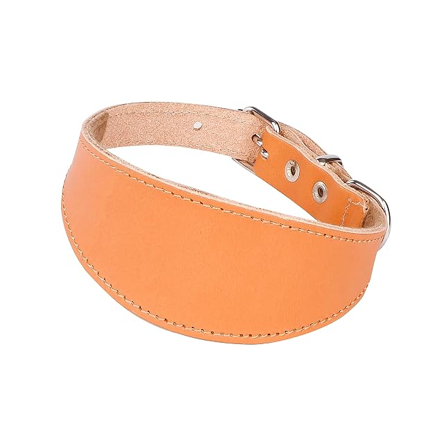 Foto 2 de 7 de Dingo 12350 - Collar de Piel auténtica en Color Natural para Sabueso, Galgo, Ciervo, Lobo, Sloughi, Borzoi…