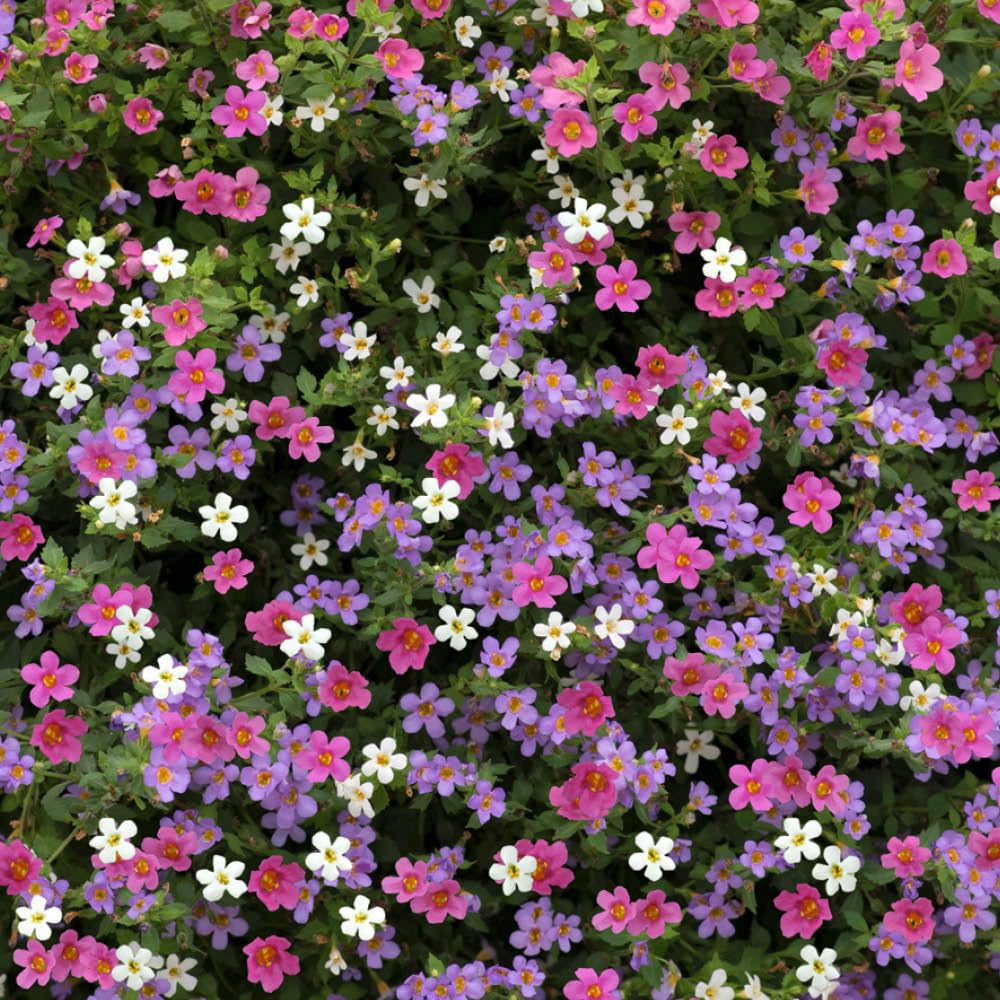 YouGarden Bacopa 'Topia' Mix, Set of 10 Garden Ready Plants, Ready to Plant