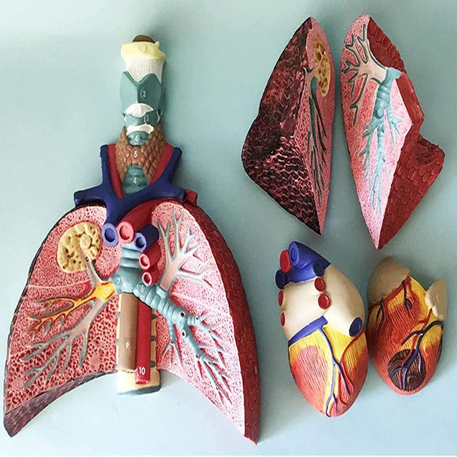 GTHTUHFD Study Model Larynx Heart Throat Lung Model Human Heart Model Medical Science Classroom Study Teaching Model