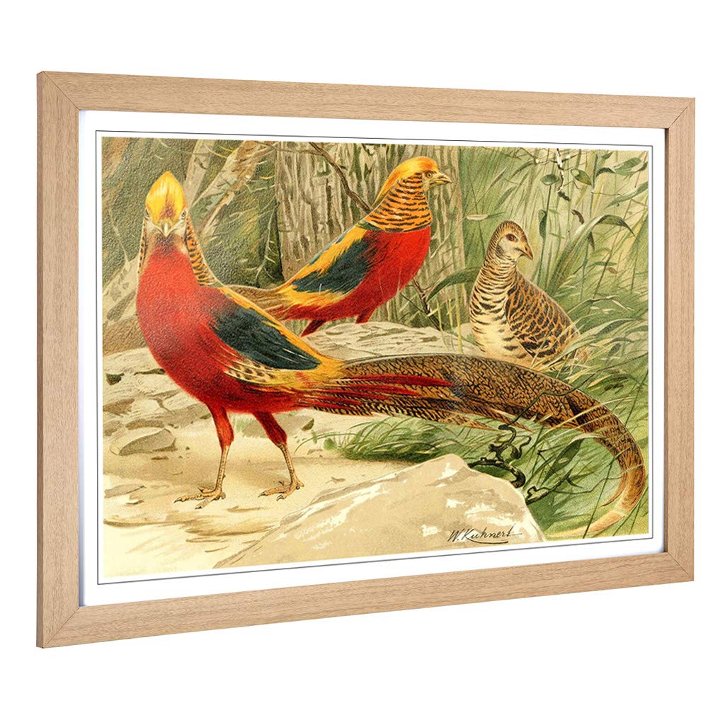 Big Box Art Framed Print of Vintage W Kuhnert Golden Pheasants Design | Wall Art Picture | Home Decor for Kitchen, Living Room, Bedroom, Hallway, Oak, A2 / 24.5x18 Inch / 62x45cm