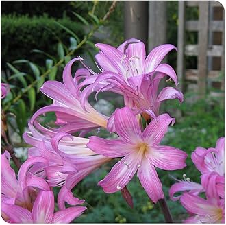Amaryllis for Planting Now UK Perennial Good for Containers Excellent Display Plant Bulbs Ornamental Greening Flower Natural Organic Easy Plant Perennial -1bulb-C