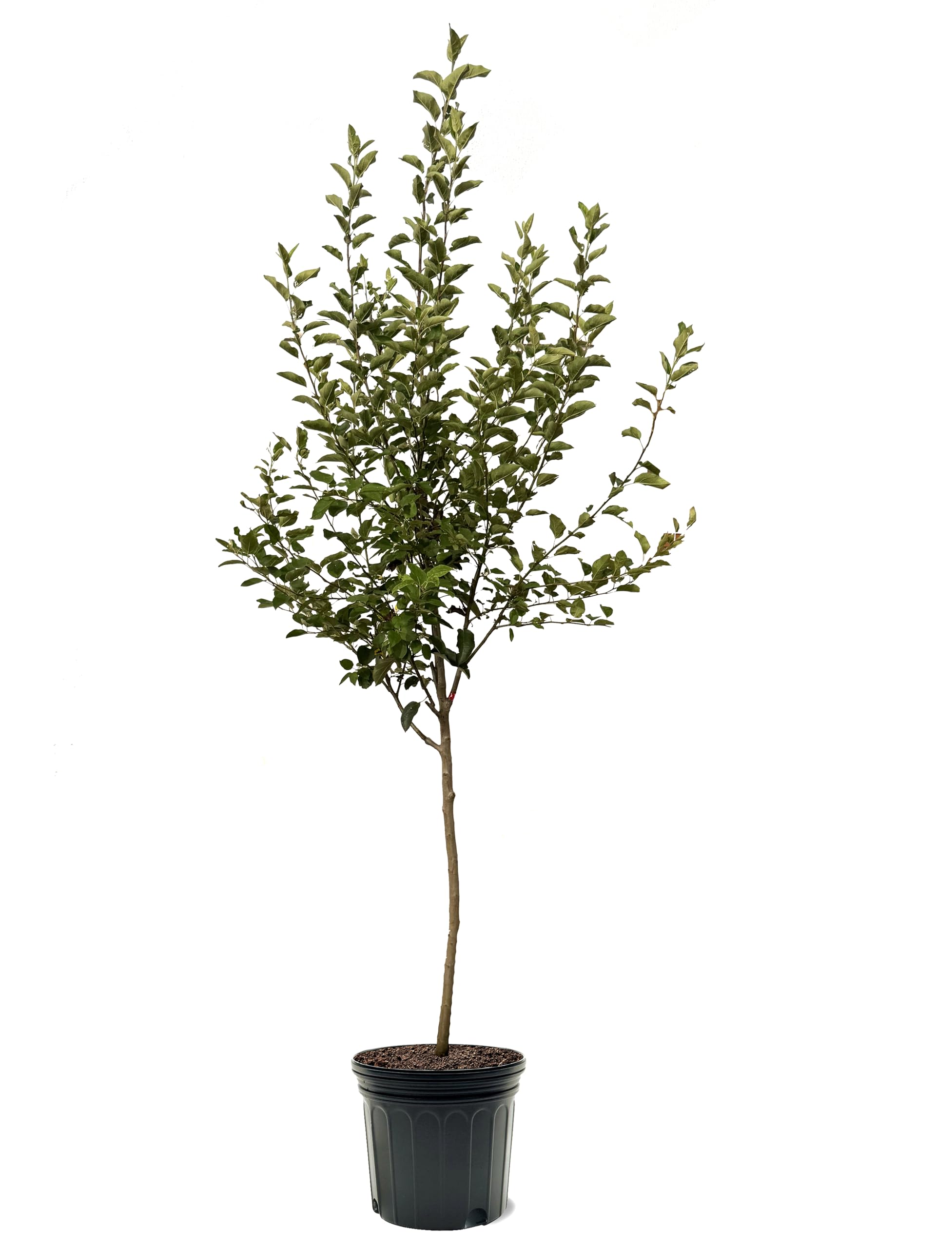 Liberty Apple Tree, Premier Size