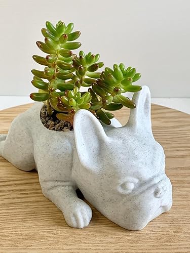 Miniatura 4 de Doggy Planter  French Bulldog Planter Gift Idea, Bar Decor, Table Decor, Plant Gift Idea, Cute Succulent Planter, any caninedogFrench bulldog and
