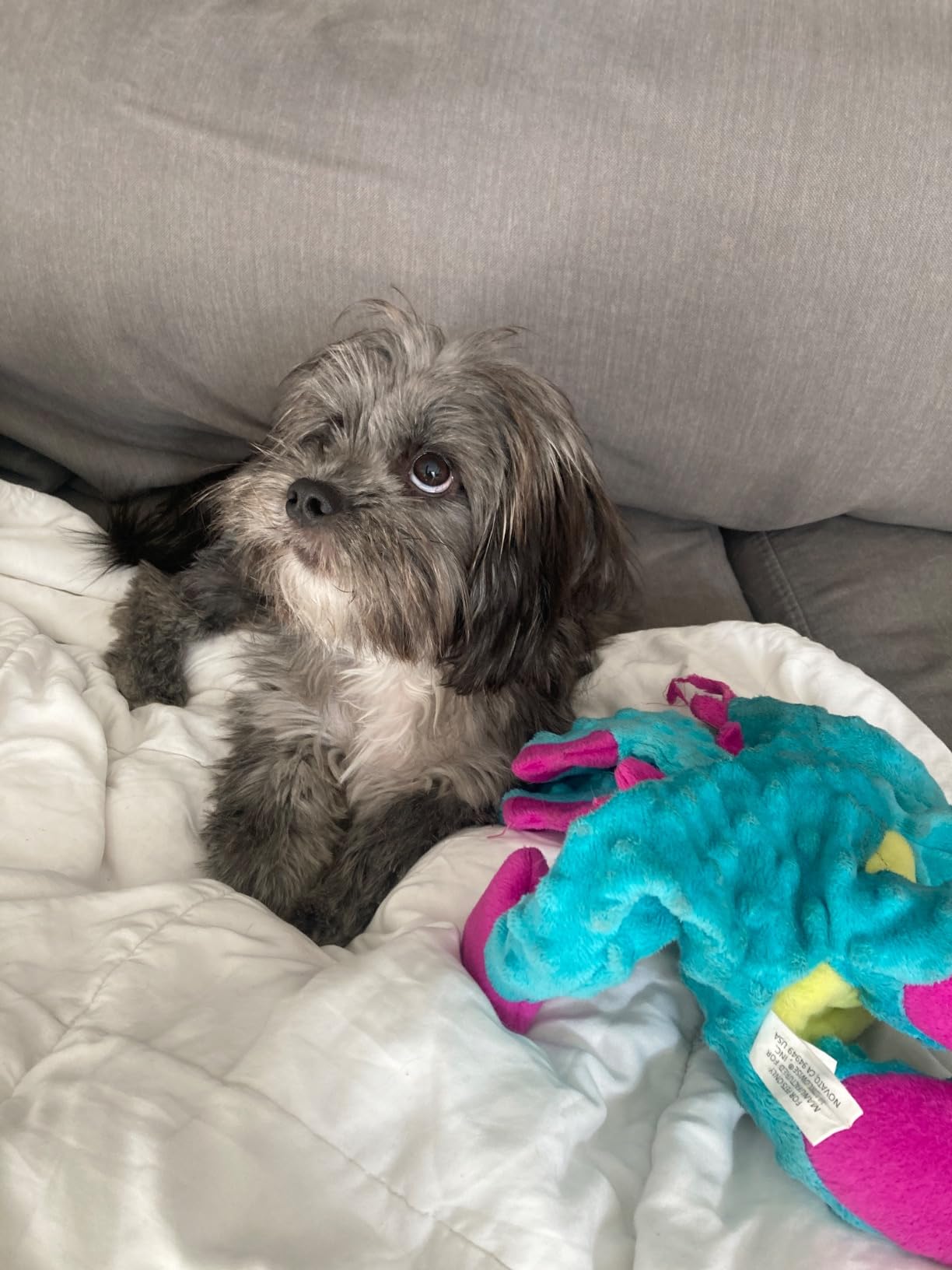 Doodle Detangler Spray