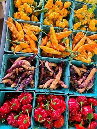 Death Spiral Ultra Hot Pepper Dried Whole Pods 5 Pack