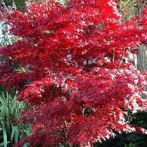Miniatura 3 de KVITER 10 semillas de árbol de arce japonés rojo Palmatum atropurpureum planta bonsái resistente al frío  Semillas frescas orgánicas para plantar