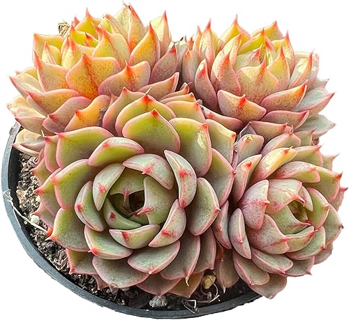 Miniatura 6 de Echeveria Little Beauty - Plantas suculentas vivas raras, mini rosa, 1 cabeza de 2 pulgadas, planta viva sin maceta, colocación en el jardín,