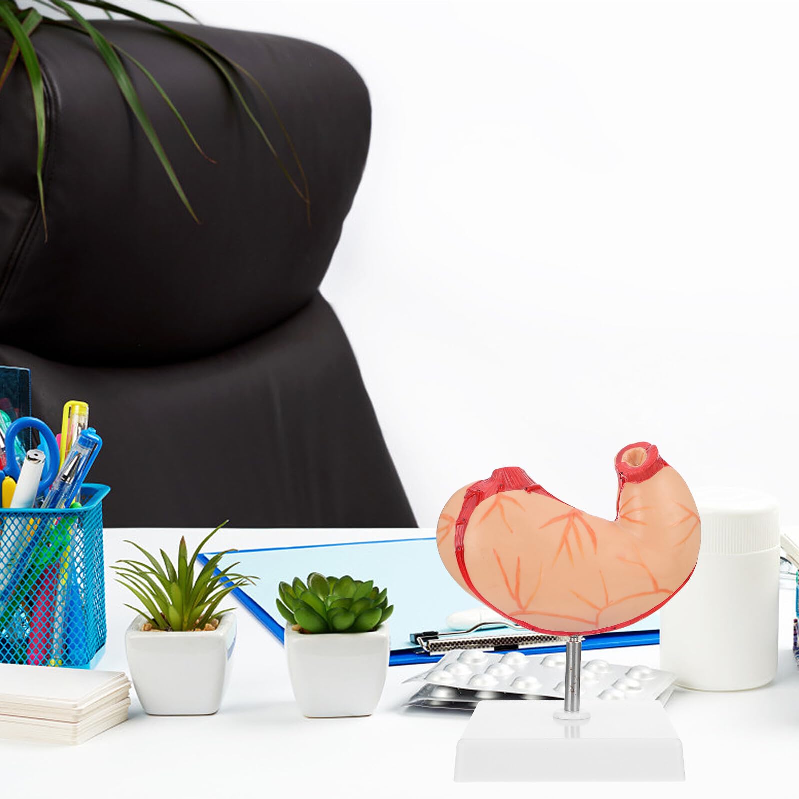 VALICLUD Magen Anatomisches Modell Medizinisches Schulmodell Aus Langlebigem Material Realistisches Lehrmittel Für Biologie Und Naturwissenschaften