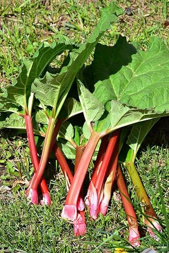 Miniatura 4 de Semillas de ruibarbo vegetal de reliquia rara para plantar semillas gigantes sin OMG 30
