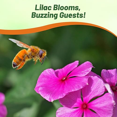 Miniatura 6 de Outsidepride Cascade Lilac - Semillas de bígaro para plantar, 25 unidades, anuales, de floración rápida, tolerantes al calor y a la sequía