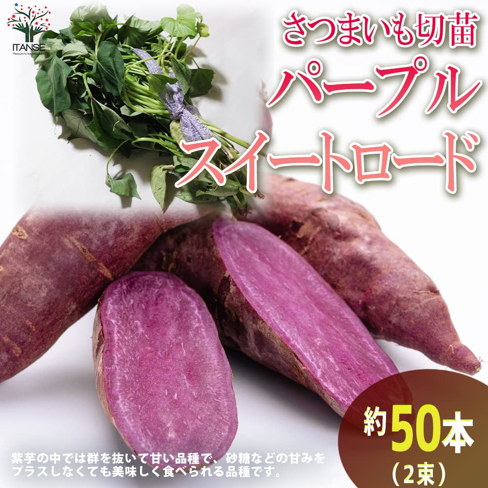 パープルスイート紫芋苗200本セール パープルスイート紫芋苗200本セール パープルスイート紫芋苗200