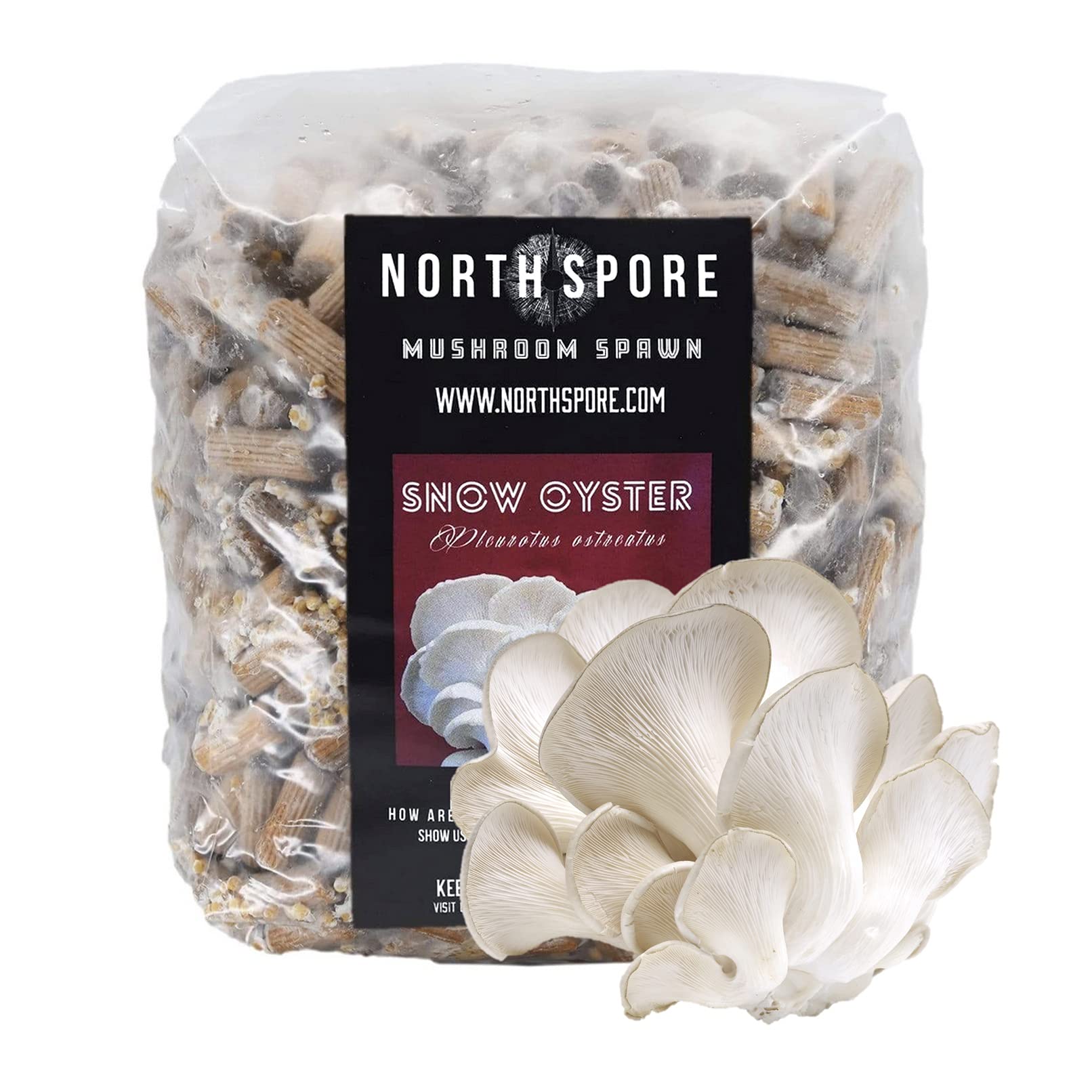 Amazon.com : North Spore Snow Oyster Mushroom Plugs, 500 Count Premium  Quality Mushroom Plug Spawn, Made in USA, Grow Mushrooms on Logs, Easy to  Use, Gourmet Culinary Mushrooms, Medicinal Mushrooms : Patio,