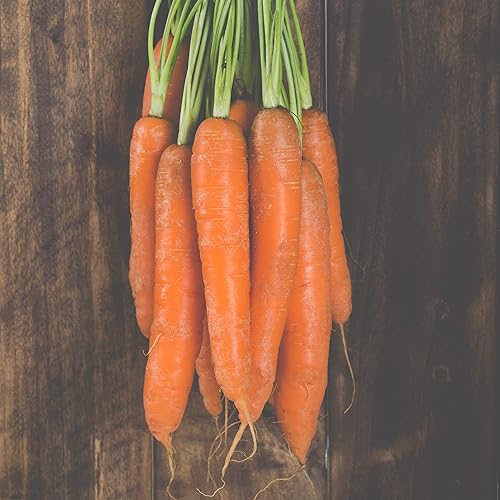 Semillas de zanahoria  Bambino (Orgánico)  0.25 oz  4500 Semillas  Daucus carota VAR Sativa  Certificado orgánico, sin OMG, reliquia  Granja y huerto