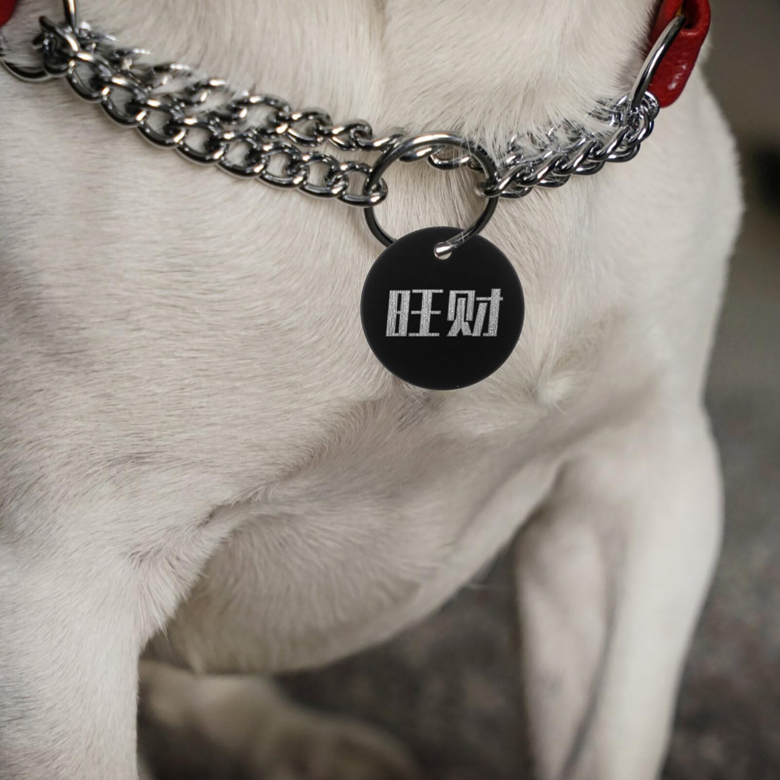 Étiquettes D’identification Chien Rondes en Alliage D’aluminium 25 Pièces