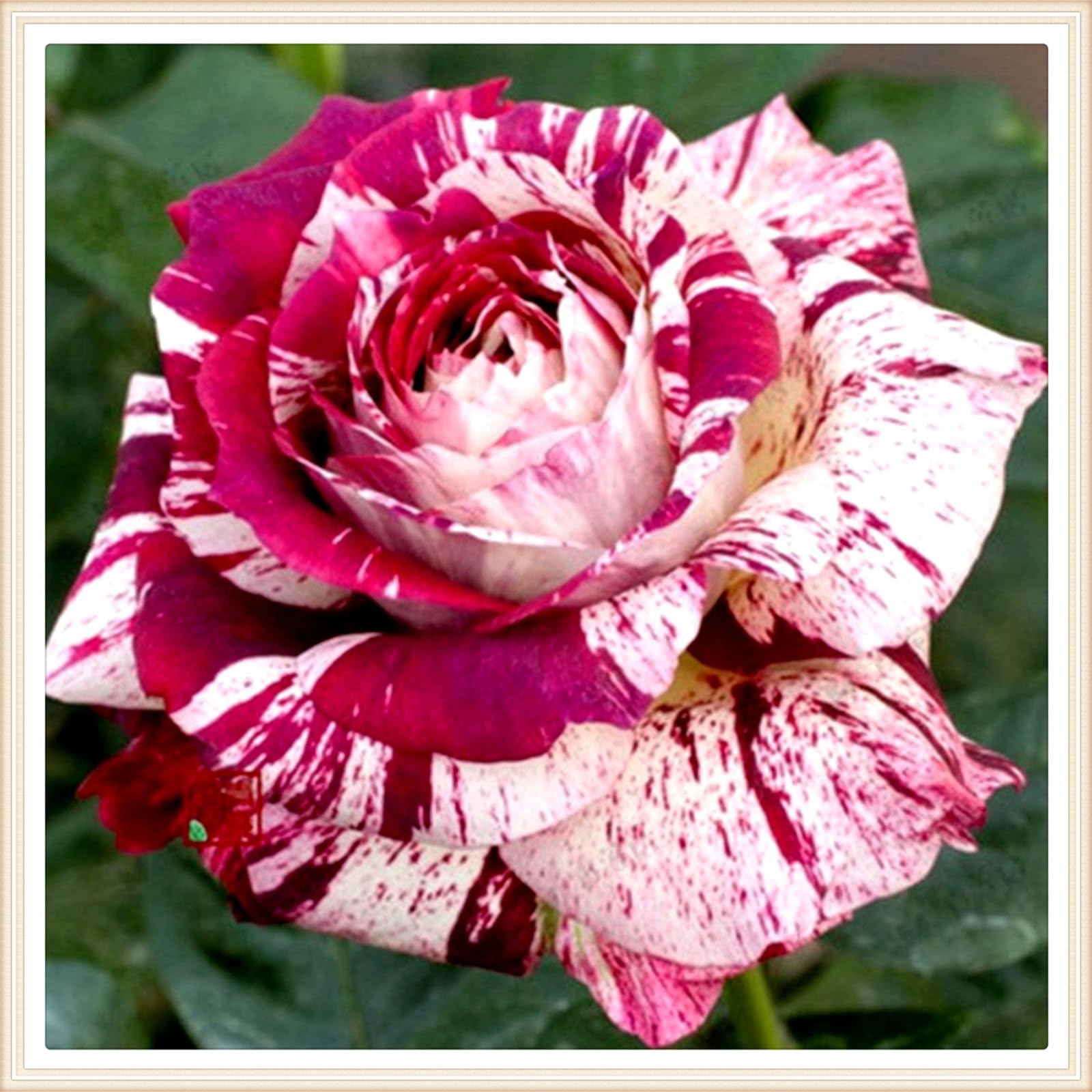 Winterharte Rosen Strauchrose - Duftende Gartenpflanzen 1 Wurzel