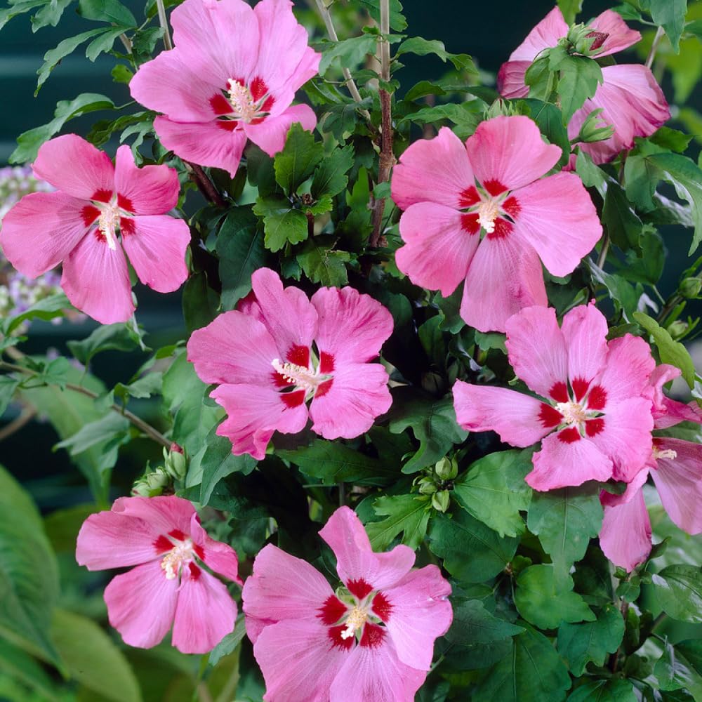 Hibiscus Woodbridge 19cm