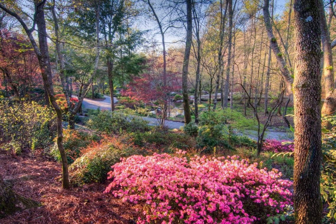 Azalea Prize - 3 Live Plants - Pink/Red Flowering Rhododendron Shrub