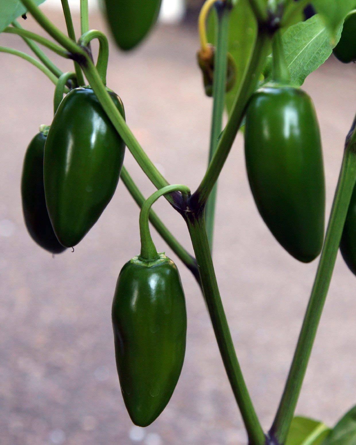 Grixisonsazia Chilli Jalapeno F1 Hybrid Vegetable Seeds For Home Terrace And Kitchen Indoor Outdoor Gardening Planting Farming (Pack Of 30 Seeds) (B09ZSH1BJM) Amazon Price History, Amazon Price Tracker