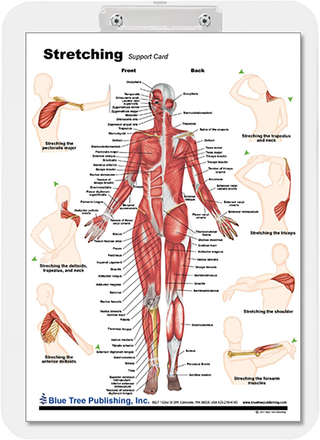 Stretching (clipboard)