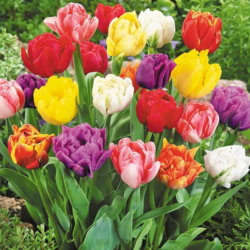 Amazon.co.uk tulip bulbs Garden & Outdoors