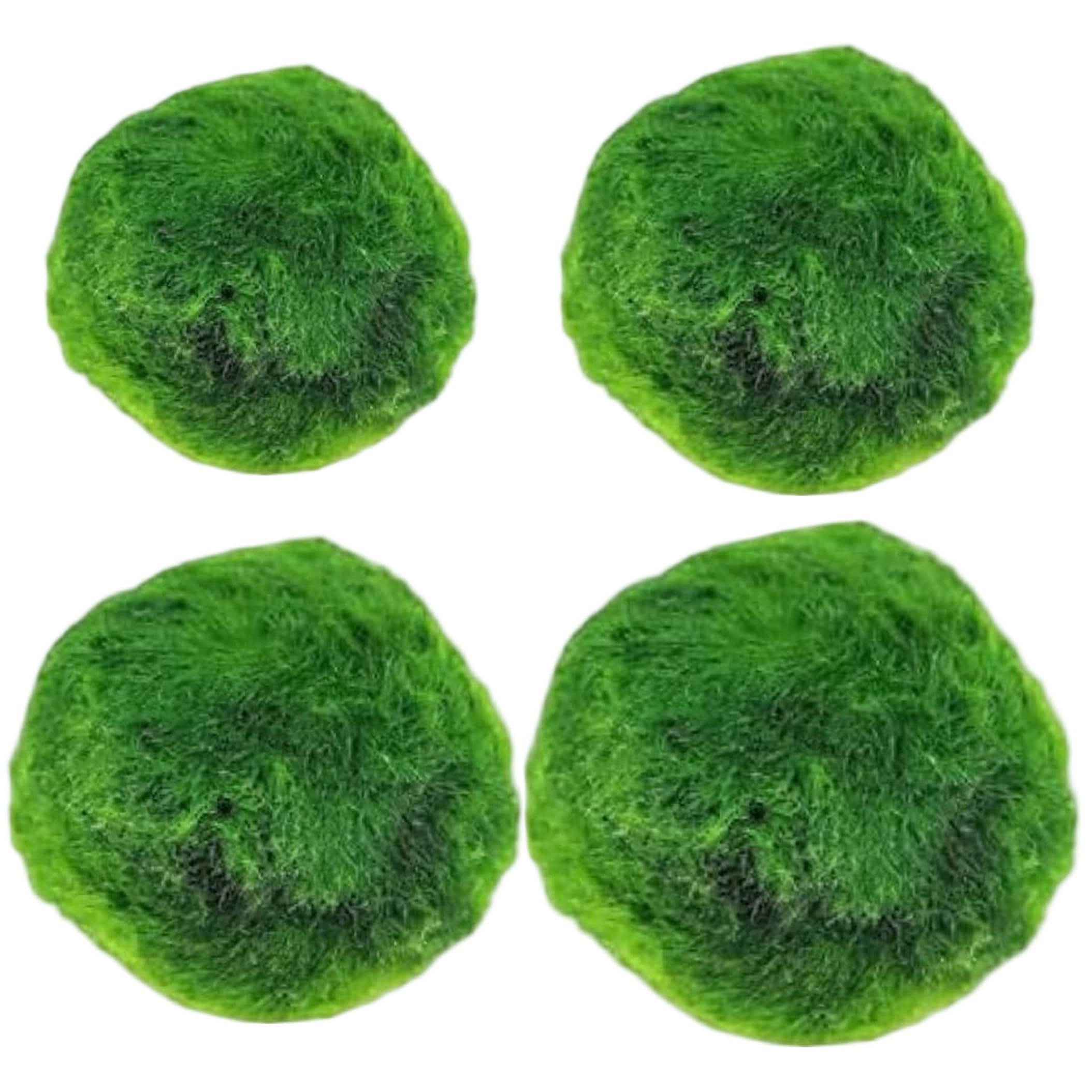 Striegro 4PCS Marimo Moss Balls Live, Aquarium Moss Decorative Green Algae Balls, Assorted Sizes 0.79-1.30 Inch (After Soaking).