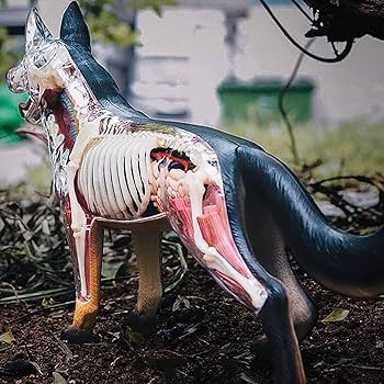 Amazon.com: FGTGWFC 4D Dog Anatomy Model with Detachable