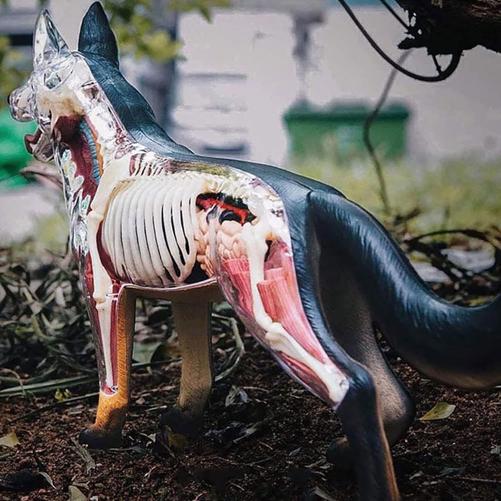 Modelo anatómico de anatomía canina 4D, esqueleto canino de perro desmontable de 29 piezas, espécimen de esqueleto animal, para demostración de enseñanza animal, capacitación veterinaria en clínicas d