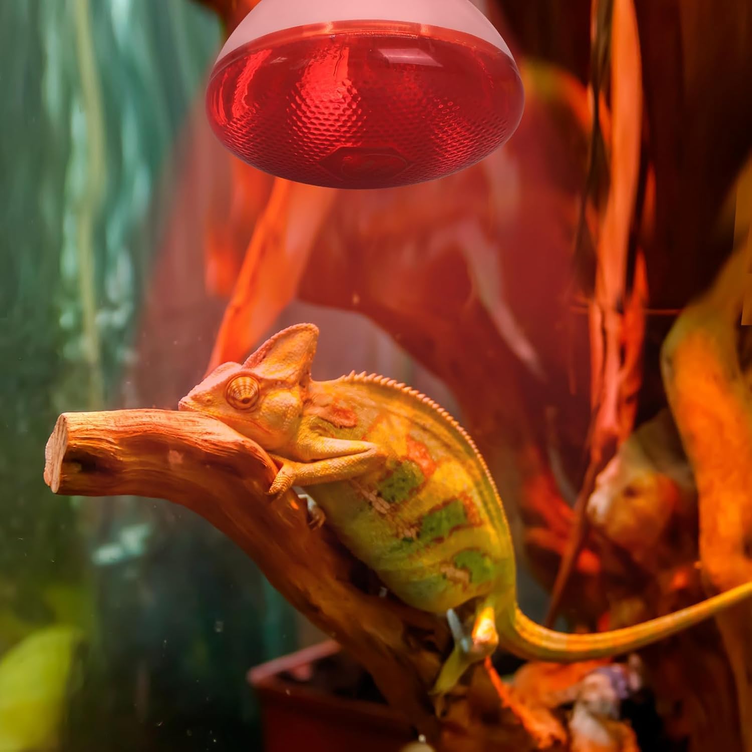 Terrarium dla gadów, 250 W, lampa na podczerwień, E27 Basking Spot do hodowli kur, świń, psów, oświetlenia żywności, łazienki