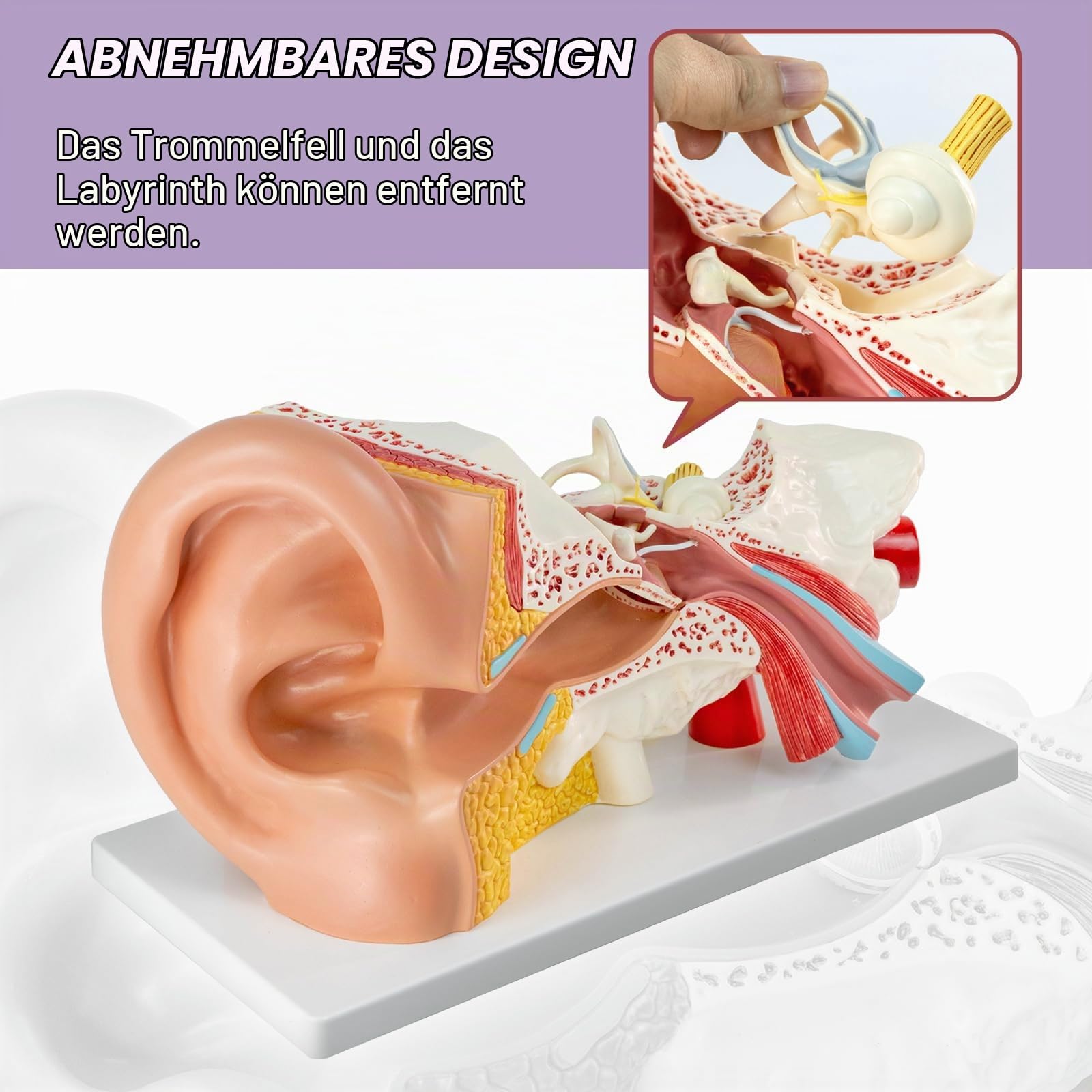 3X Vergrößerung 4-Teil Ohr Anatomisches Modell Äußeres mittleres Innenohr Modell für medizinische Anatomie und Physiologie Studie Forschung Lehre Display mit Basis, vergrößerte menschliche Ohr Modell