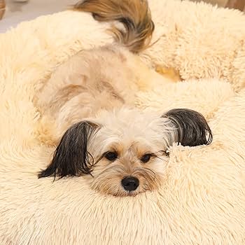 くまる　アンティーク風　犬猫用ベッド・台座、クッション付き（ベージュ色） 71dkA8TU4eL._UF350,350_QL50_.jpg