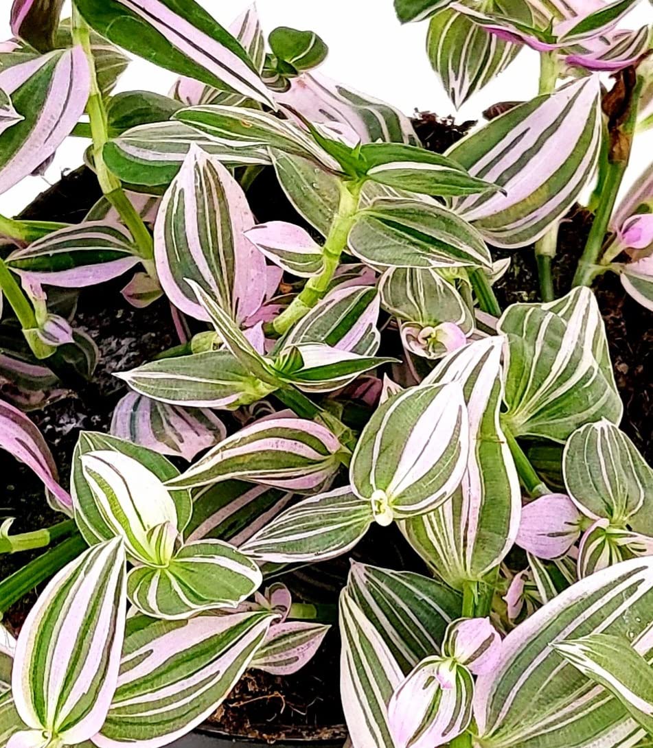 POWERS TO FLOWERS - Tradescantia Fluminensis Quadricolor In Vaso 17cm - Pianta Vera D'Appartamento