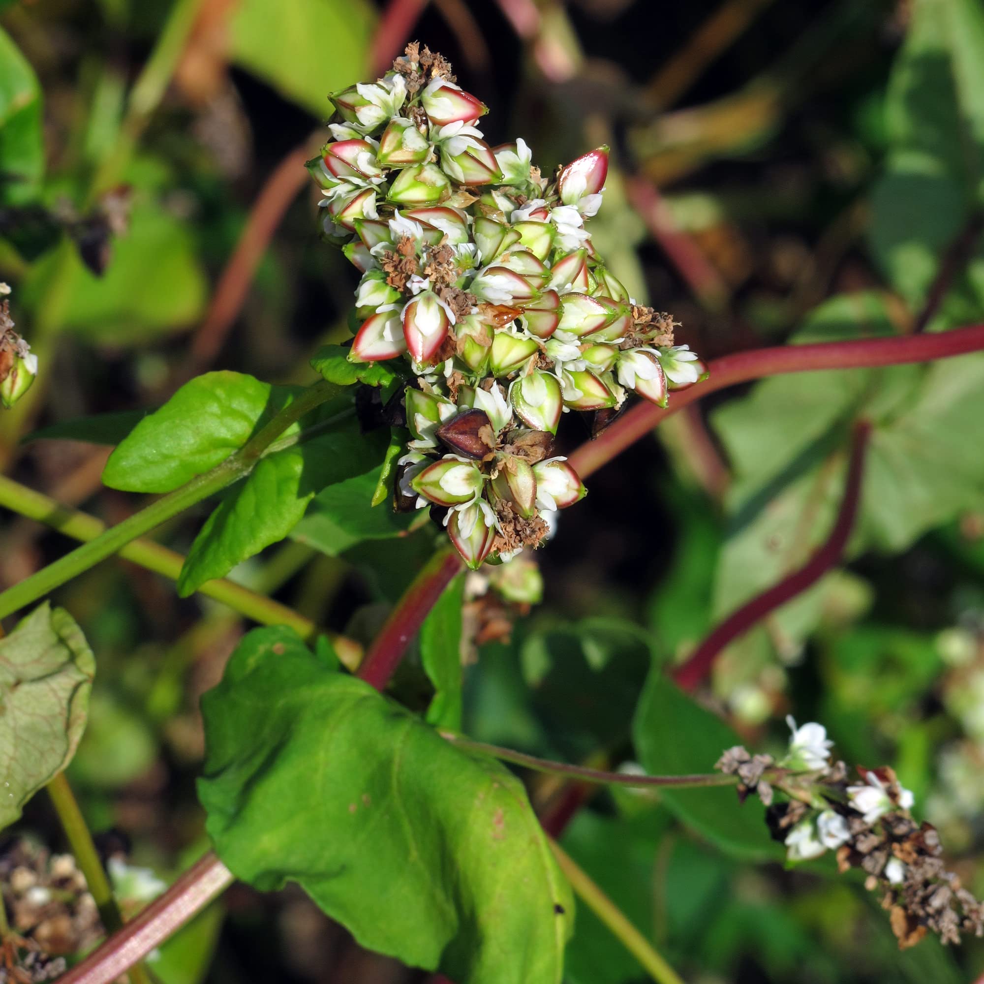 Echter Buchweizen (Fagopyrum esculentum) Bio - ca. 30 Samen : Amazon.de:  Garten