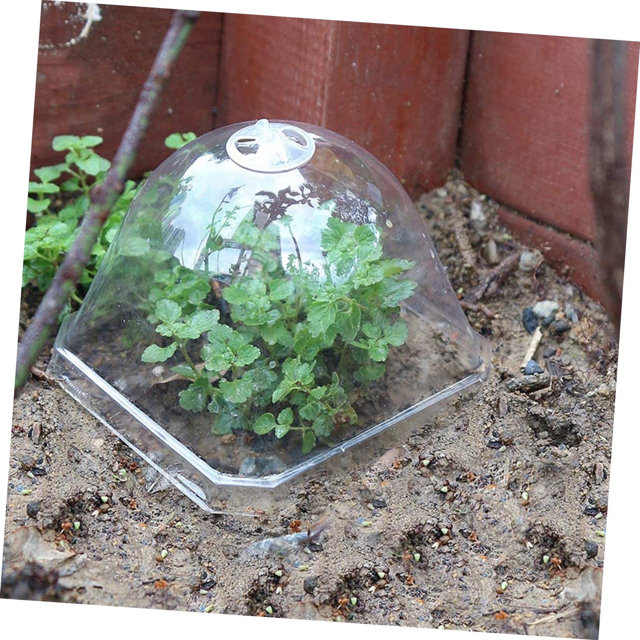 POPETPOP 60 osłonka na sadzonkę doniczkową małe terrarium mała kopuła klosza ogrodowego błyszczyk mały plastikowy pojemnik klosz z tworzywa sztucznego mini zakład