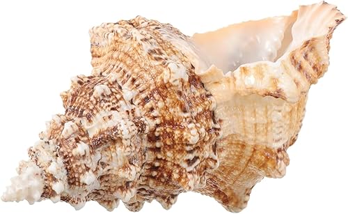 Concha de concha natural gigante, concha de rana de 7 a 8 pulgadas, concha de mar grande para relleno de jarrón, plantas de aire, decoración del