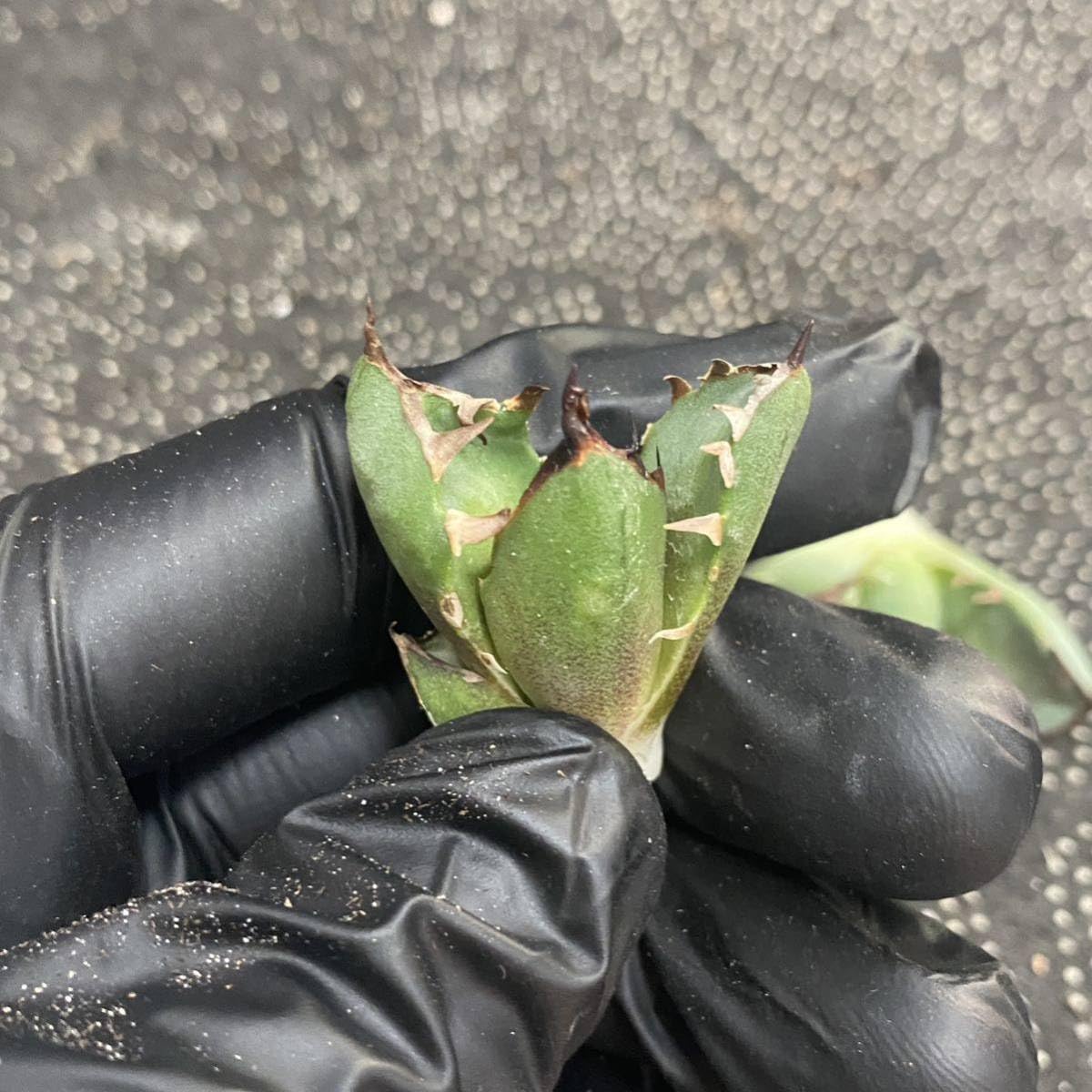 Amazon.co.jp: 多肉植物アガベ チタノタ黑鯨 子株,三叉戟 子株 Amazon.co.jp: 多肉植物アガベ チタノタ黑鯨 子株,三叉戟 子株