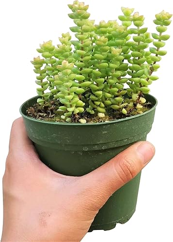 Miniatura 10 de Crassula Tom - Suculentas con botón para el pulgar (2 pulgadas)  Suculentas que se arrastran completamente arraigadas para decoración del hogar y la