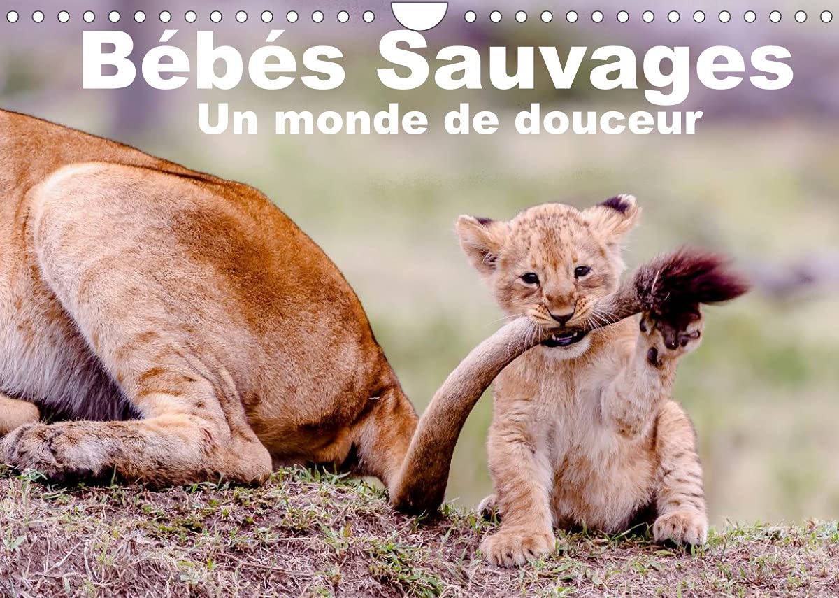 Bébés sauvages - Un monde de douceur (Calendrier mural 2022 DIN A4 horizontal): Bébés mamifères dans leur environnement naturel (Calendrier mensuel, 14 Pages )