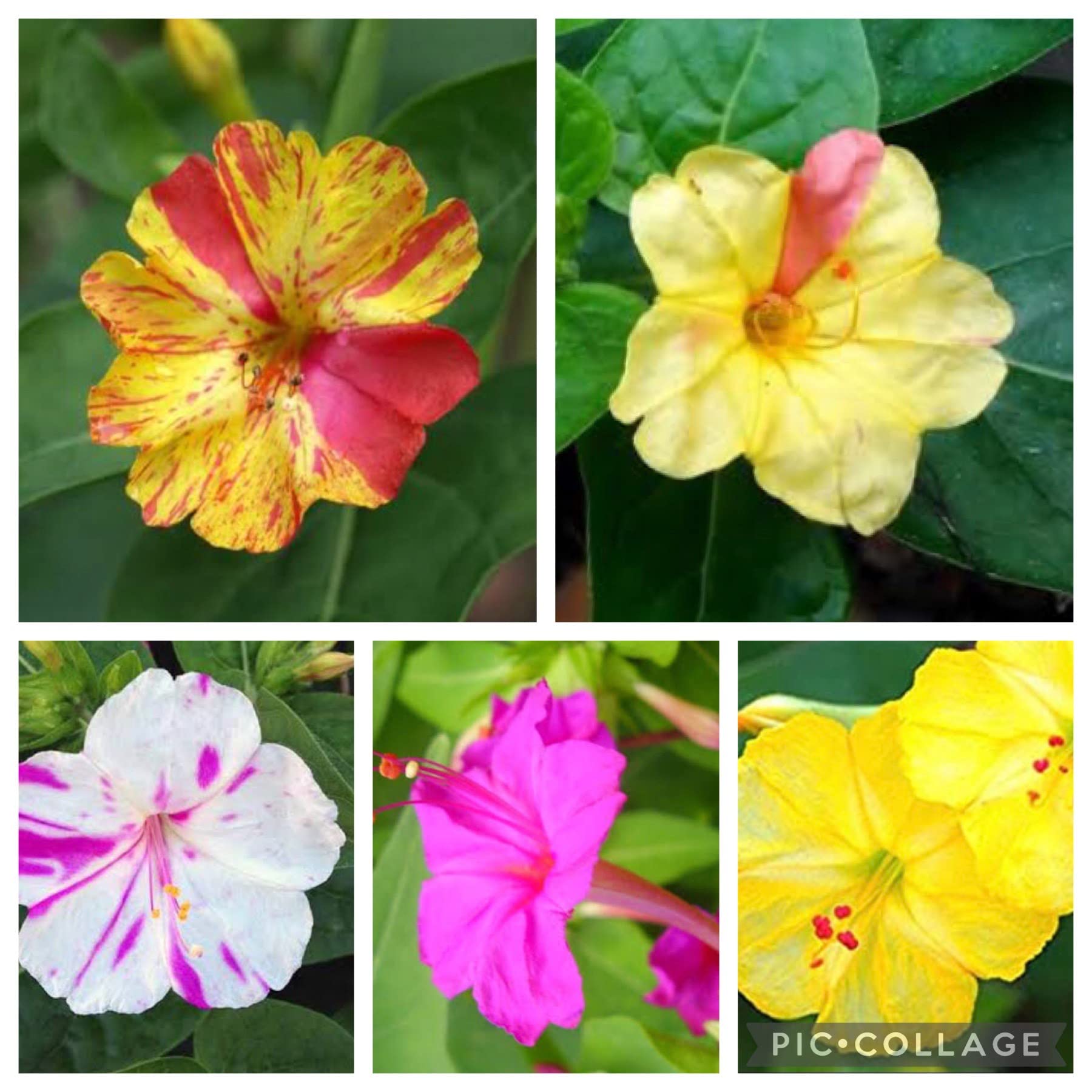 Bloomaura-4 O Clock Flower Seeds/Mirabilis Seeds (Set of 10 Seeds) (B09SDKPYJT) Amazon Price History, Amazon Price Tracker