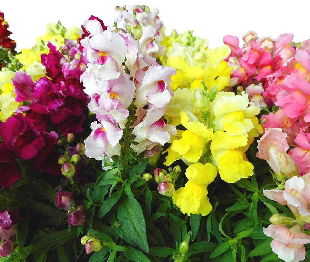 専用【mth1130様】菜の花1000g×3本セット 産地直送 ひまわり花束 ミックス咲き M（20本入り）／千葉 金井