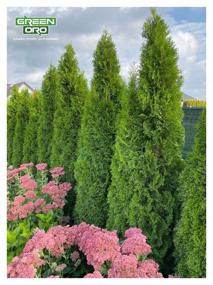 GREEN ORO HYDRO MAX 24KG - Fertilizzante a lunga durata per piante aghiformi, siepi e conifere