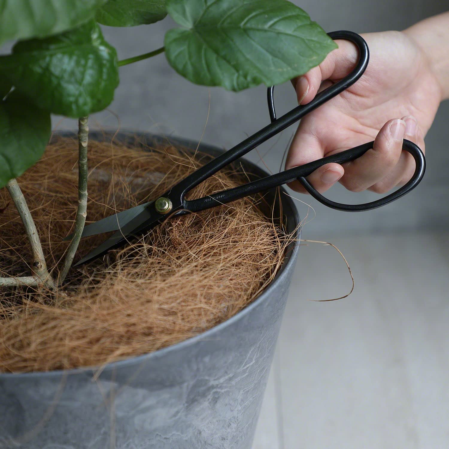 Wazakura Japan Tijeras de Podar Bonsái Twig - Acero al Carbón (210 mm), Herramienta de Jardinería Japonesa, Hecha en Japón