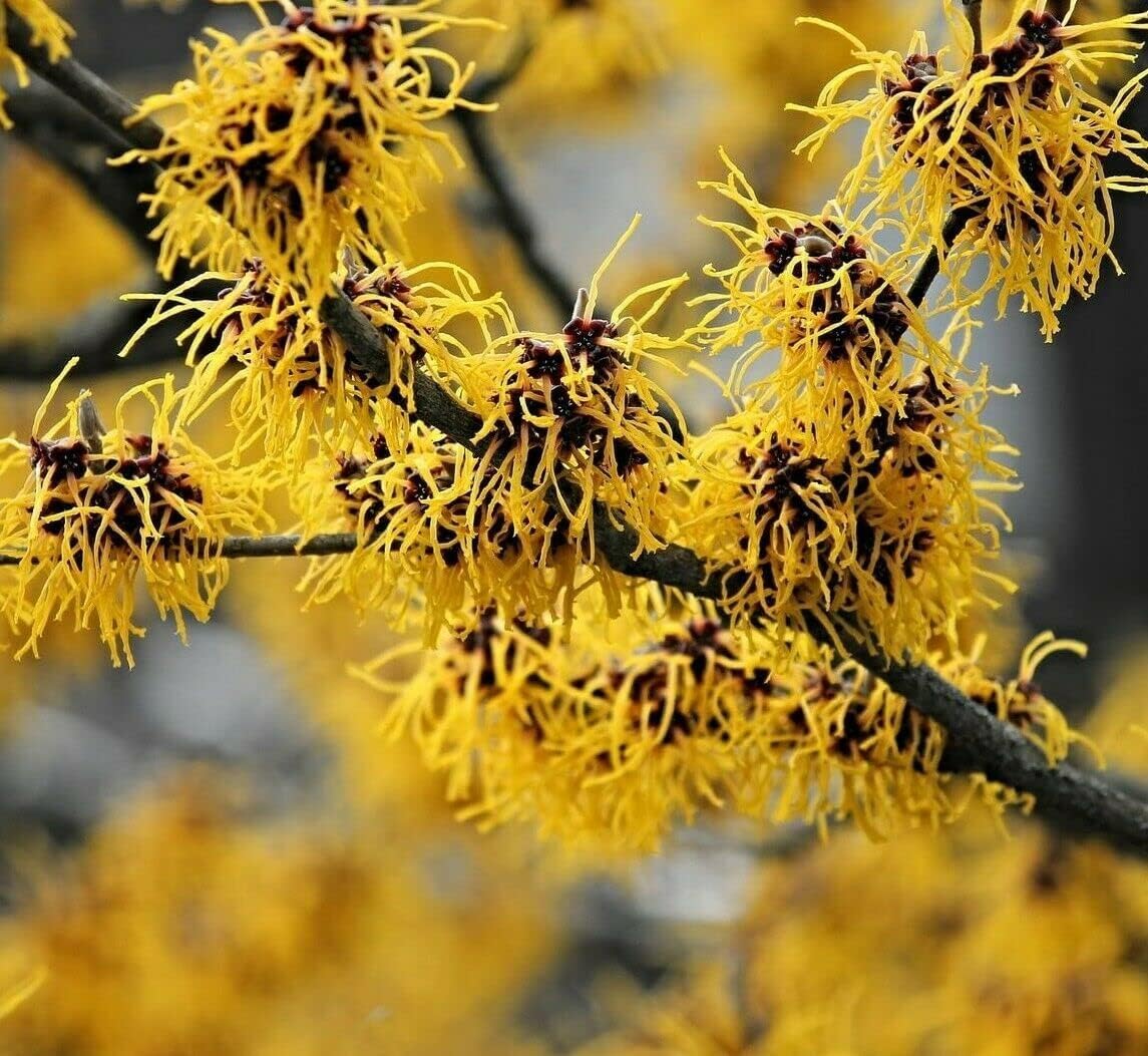 5 Witch Hazel Trees/Shrubs - 12-18" Tall Live Plants - Yellow Flowering Bushes - Hamamelis virginiana - (5 Pack)