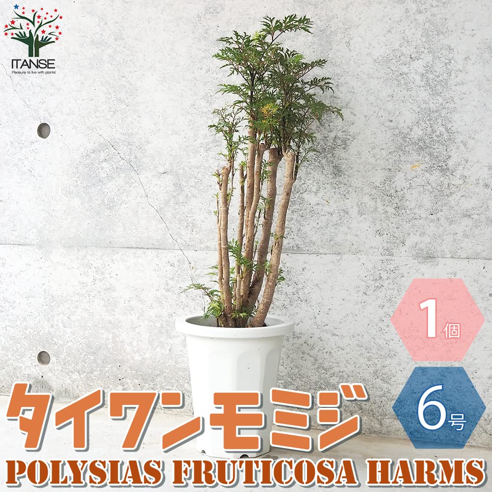 Amazon｜タイワンモミジ 6号鉢【品種で選べる観葉植物/1個売り