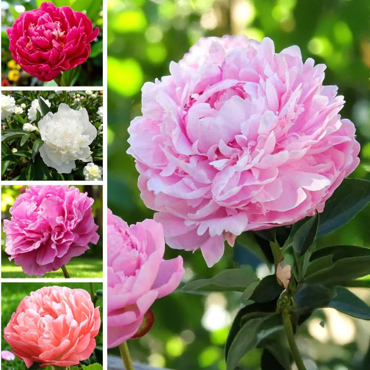 Carbeth Plants 5 x Peony Bare Root Mix - Paeonia Mixed Variety Perennials