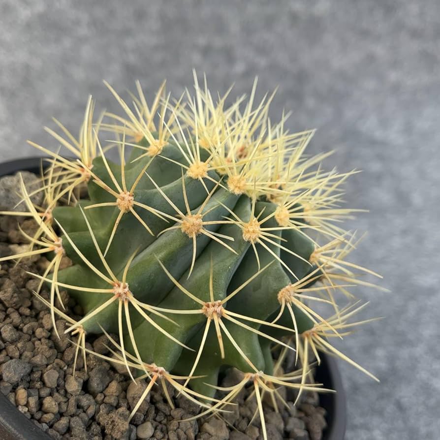 サボテン　王冠竜　12号鉢　A dショッピング |（多肉植物）素焼鉢 サボテン フェロカクタス