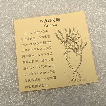 化石　A-10 化石 A-10